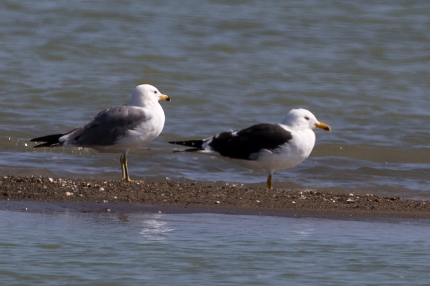 Lesser Black-backed Gull — Ana fotoğraf